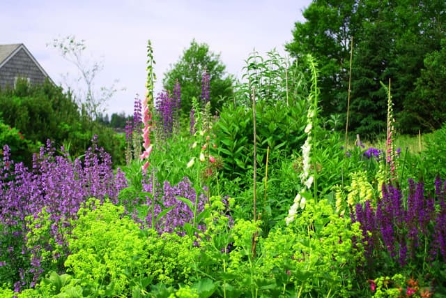 Tips for Native Plants & Gardening image