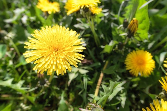 Lawn Smarts: Controlling Weeds image