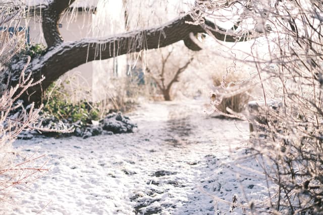How To Prep Your Yard For An Arctic Blast image
