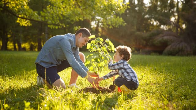 Tips and resources for planting trees this autumn image