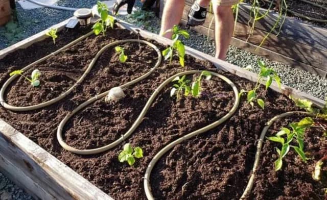soaker hose in garden bed