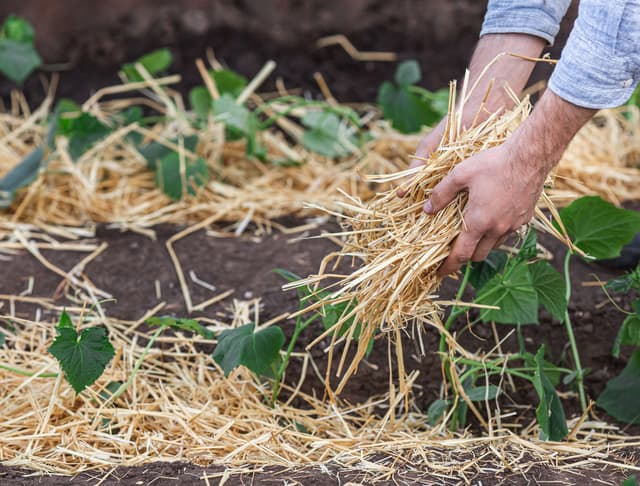 spreading straw mulch onto vegetable garden bed