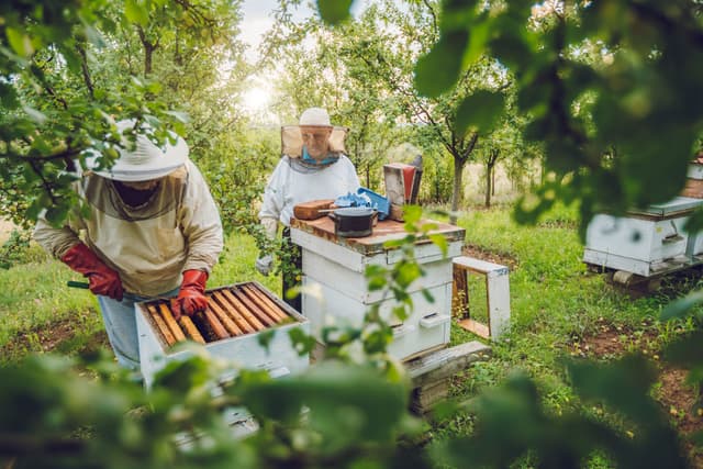 Supporting Bees & Pollinators In Your Yard image