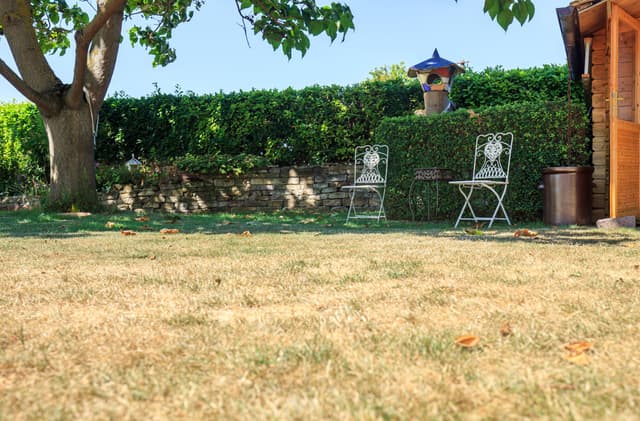dry grass in backyard