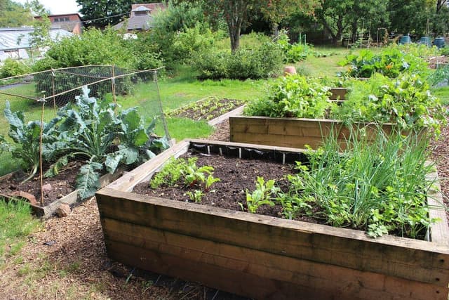 vegetable garden with onions and other plants
