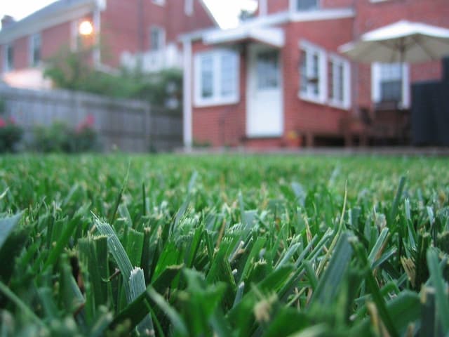green lawn recently aerated