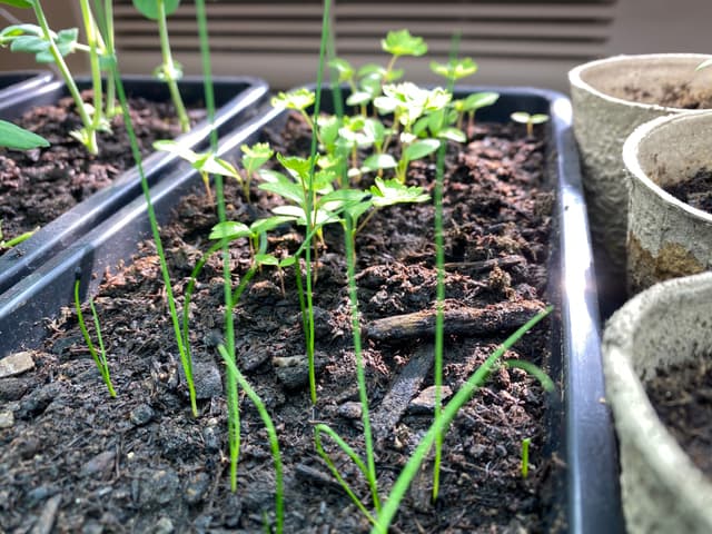 Why Start Seeds Indoors? image