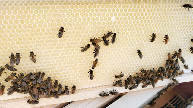 Meet Our Rachio Beekeeper image