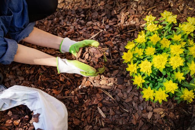 Person spreading mulch around flowers to save water in their garden